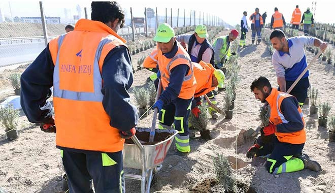 Ankara Büyükşehir'den lavanta üreticilerine destek