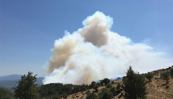 Bodrum ve İzmir'de orman yangınları