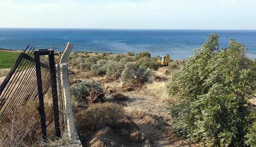 Enerji ve Tabii Kaynaklar Bakanlığı: Zeytin ağaçları kesilmeyecek, taşınacak