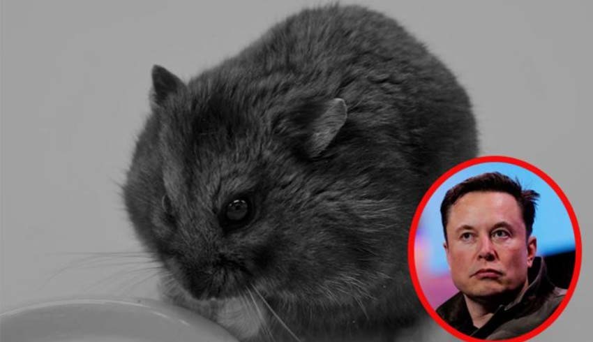 Elon Musk'ı bile hayran bırakan yatırım uzmanı hamster öldü!