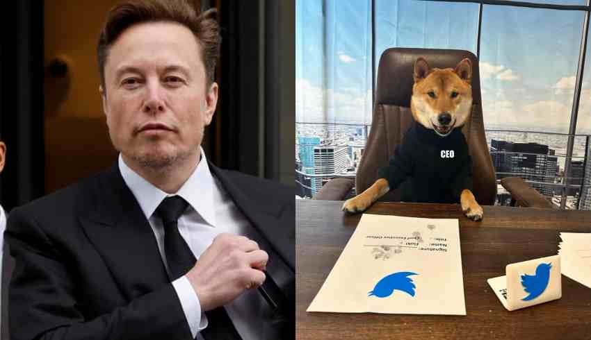 Elon Musk, köpeğini Twitter'a CEO yaptı; köpek temalı coin'ler yükselişe geçti