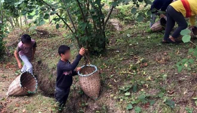 Arap turistler Ordu'da şimdi de fındık arsası topluyor