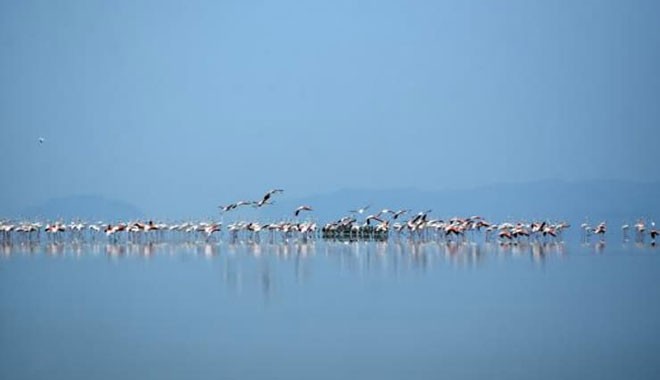 Flamingo cenneti Tuz Gölü kuruyor, önlem alınmazsa yok olabilir