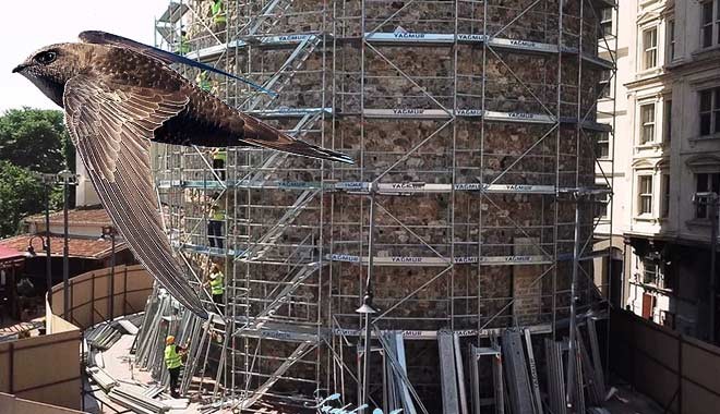 Galata Kulesi'ndeki restorasyona 'ebabil kuşları' nedeniyle ara verildi