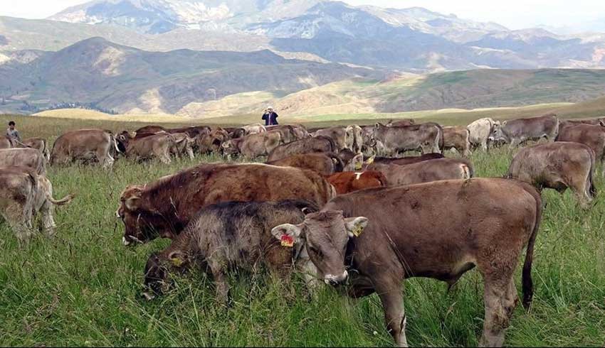 Günde 20 kilo süt verecekti! Hollanda'dan getirilen inekler öldü!