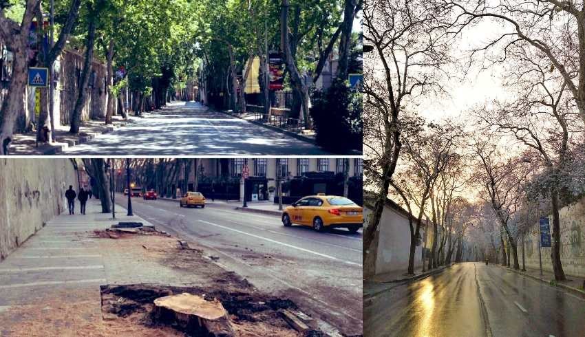 İBB, Çırağan Caddesi'ndeki 112 çınarı kanserli diye kesti, AK Parti tepki gösterdi