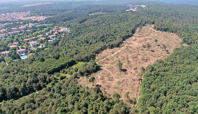 İstanbul'da bu ağaç katliamı kimin için yapılıyor?