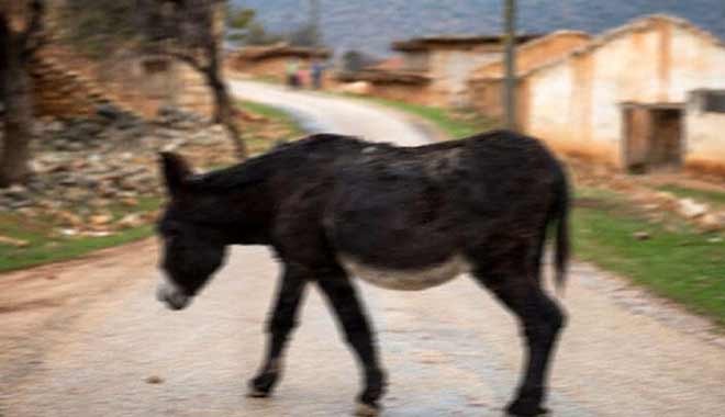 Komşusunun eşeğine tecavüz etti