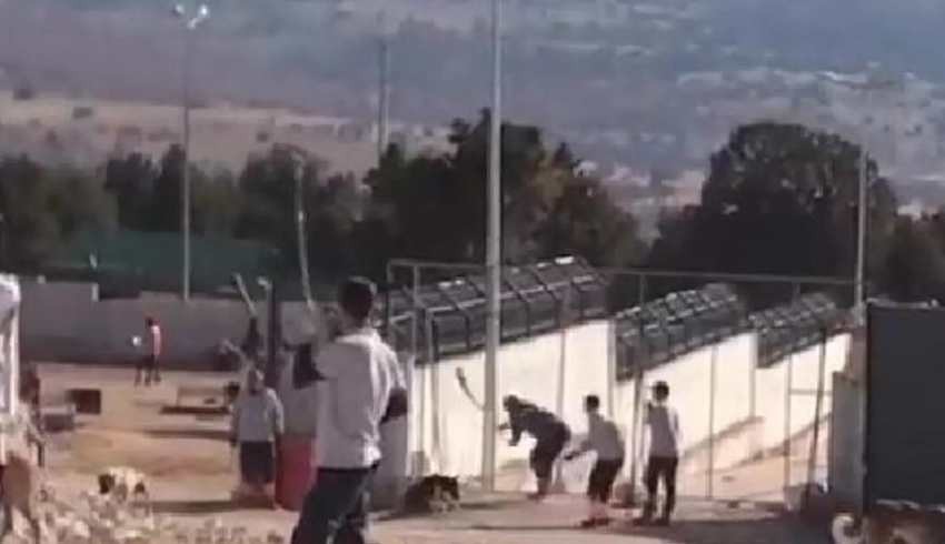 Konya'da hayvanları kürekle öldüren 2 kişi tutuklandı