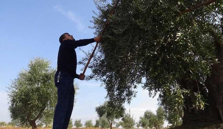 Koranavirüs, zeytin hasadını da vurdu