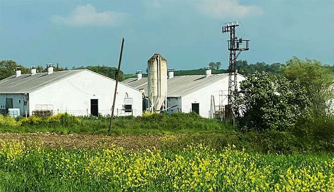 Korkutan ‘Kuş gribi’ iddiası! 700 bin tavuk imha oldu!