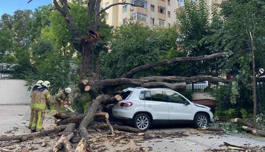 Lüks araçlar pert oldu! Kadıköy'de 150 yıllık ağaç 6 aracın üstüne devrildi