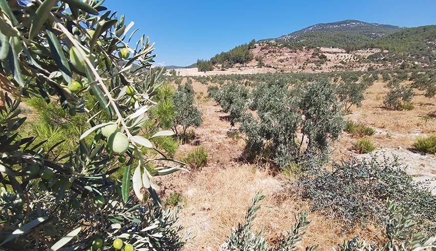 Enerji Bakanlığı’ndan ‘zeytin ağaçları kesilecek’ yönündeki iddialarla ilgili açıklama: Kesilmeyecek taşınacak