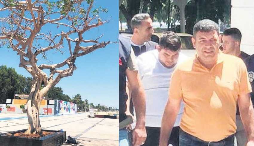 Mersin'de yarım asırlık ağacı zehirleyenler CHP’li çıktı