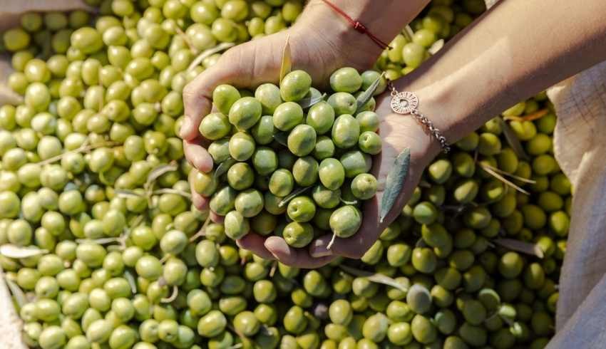 Milaslı muhtarlardan, zeytin tasarısı için Ankara'ya sürpriz mektup