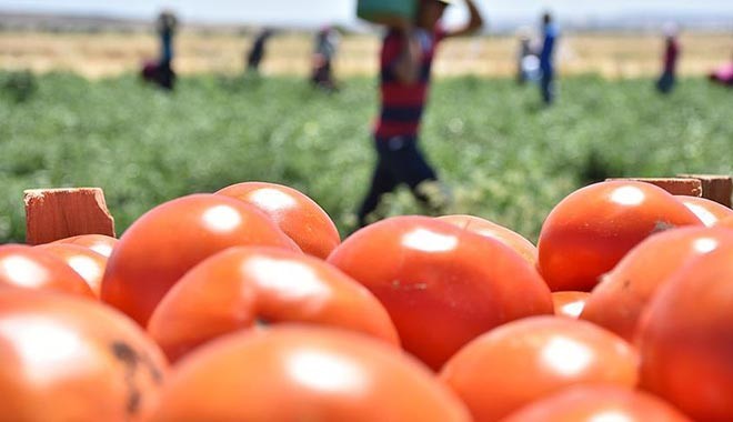 İsrail'den gelen domates tohumunda virüs çıktı!