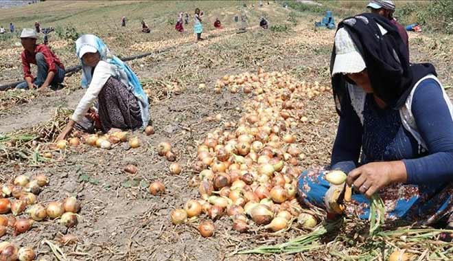 Kuru soğan rekor kırdı; fiyatı yüzde 603 arttı