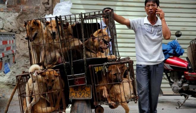 Çin, köpek eti tüketiminin yasaklanacağının sinyalini verdi