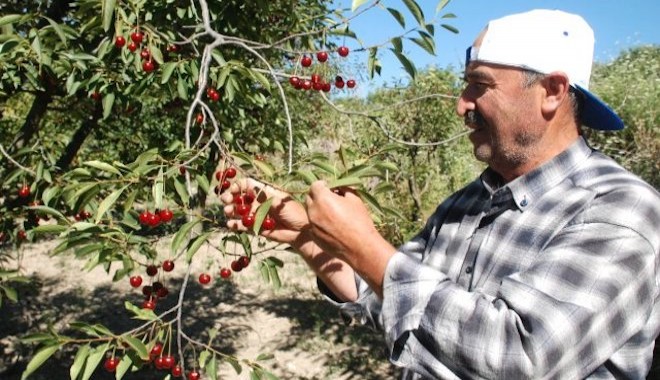 Türk vişnesine Amerikan darbesi